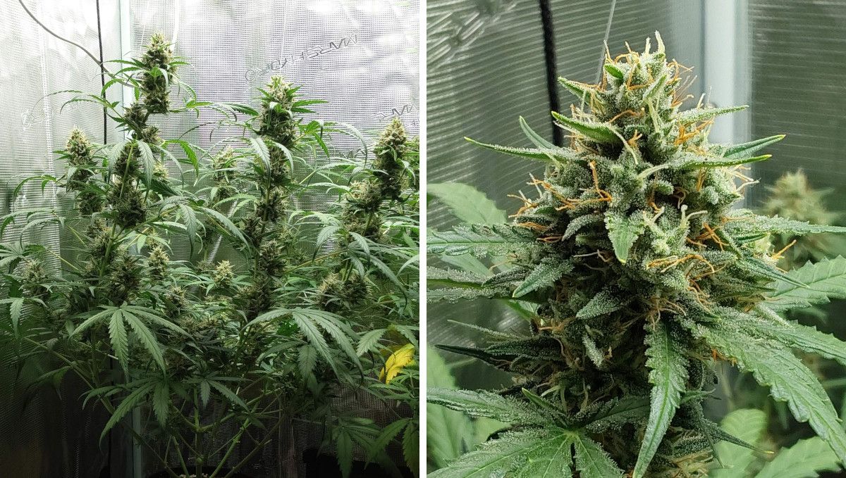 Mimosa Cake Auto cannabis strain: mid flower (bulk phase) | weeks 8-9 | a side view of a marijuana autoflower in a grow tent and a closer shot of its maturing bud