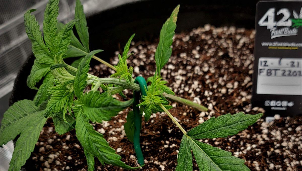 Banana Purple Punch Auto Cannabissorte: Nährstoffplan für die Wachstumsphase