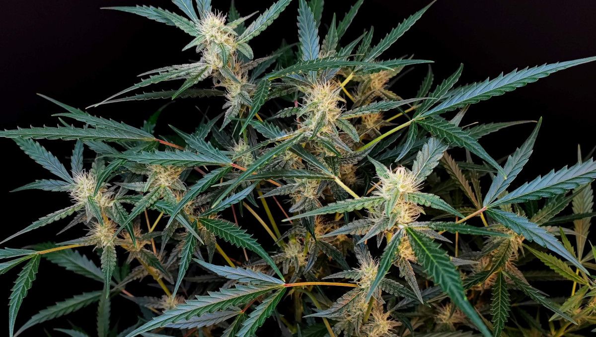 Six Shooter Auto cannabis strain: early flower | weeks 6-7 | several small but resinous flowering tops on a weed plant Six Shooter Auto cannabis strain: early flower | weeks 6-7 | several small but resinous flowering tops on a weed plant