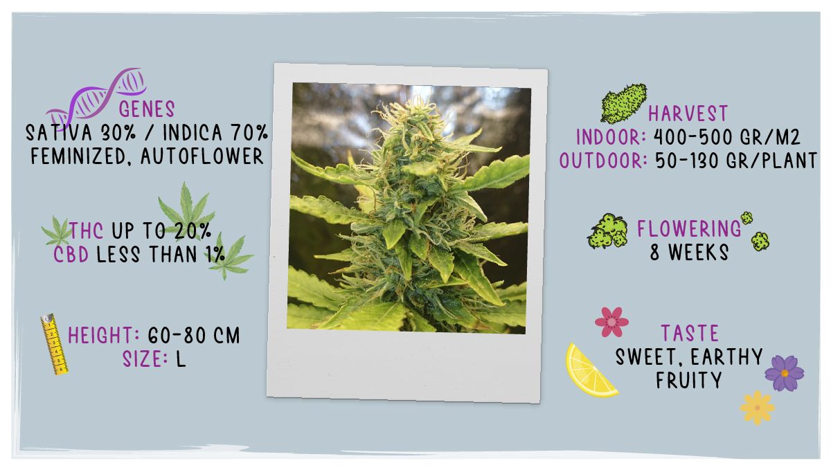 Russian Auto Cannabis Strain Week-by-Week Guide: Datasheet Russian Auto Cannabis Strain Week-by-Week Guide: Datasheet