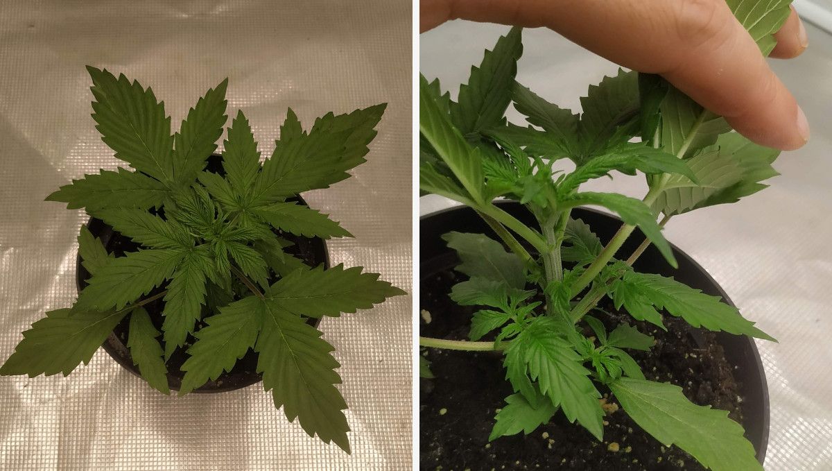 Blueberry Cheese Auto cannabis strain: early veg | week 2 Blueberry Cheese Auto cannabis strain: early veg | week 2