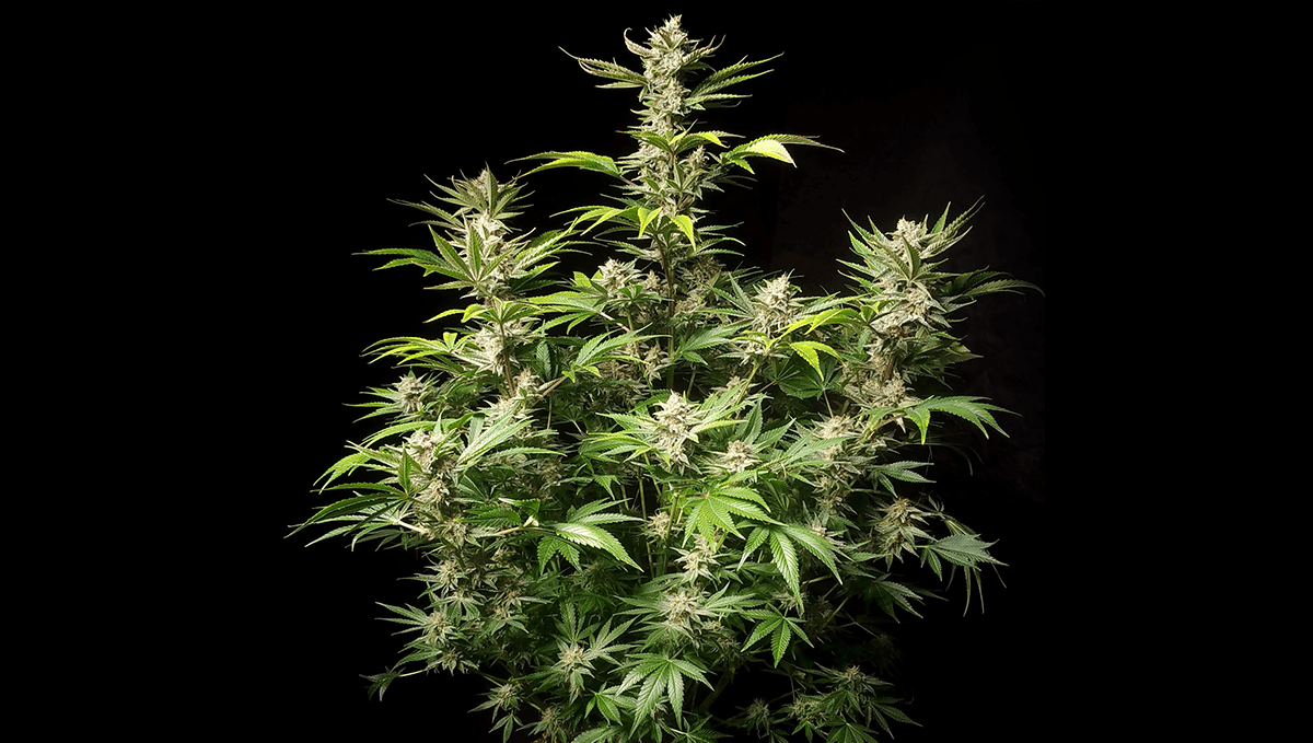 Top 5 der besten Outdoor-Autoflower-Sorten: Amnesia Z Auto Top 5 der besten Outdoor-Autoflower-Sorten: Amnesia Z Auto
