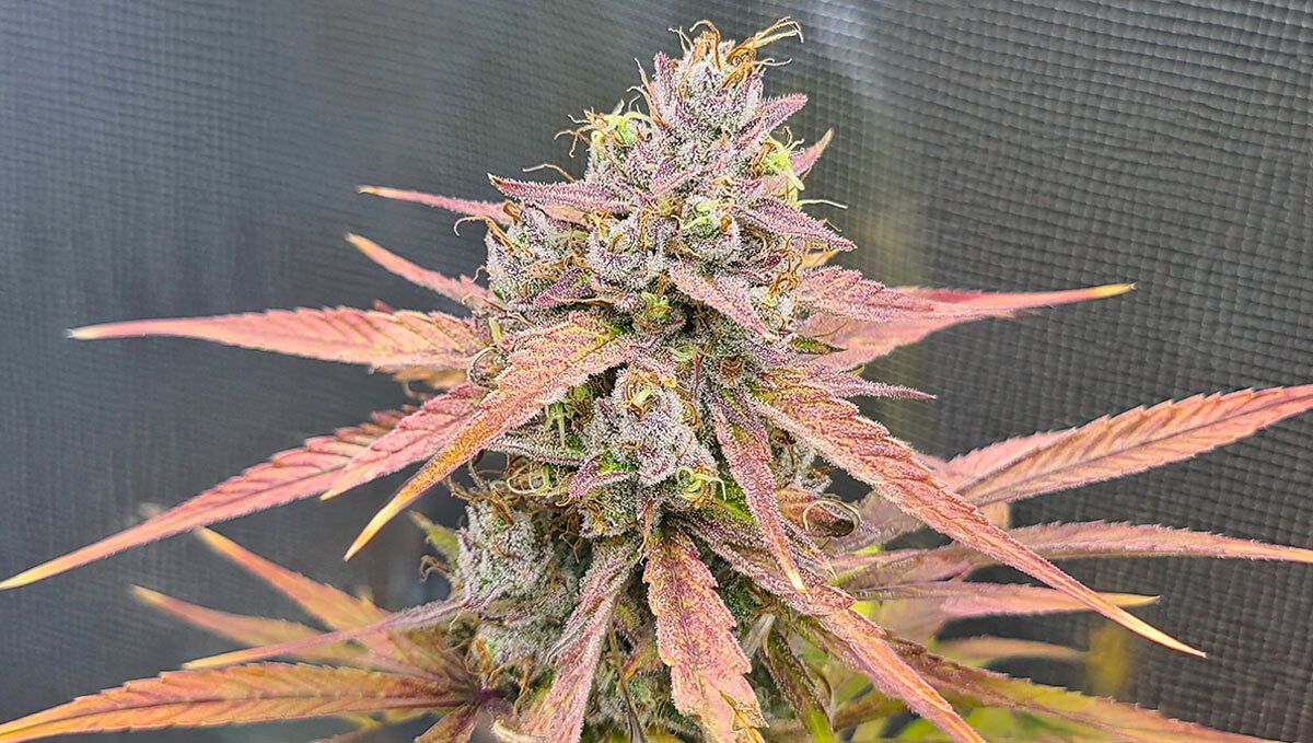 284.jpg Banana Guava Auto