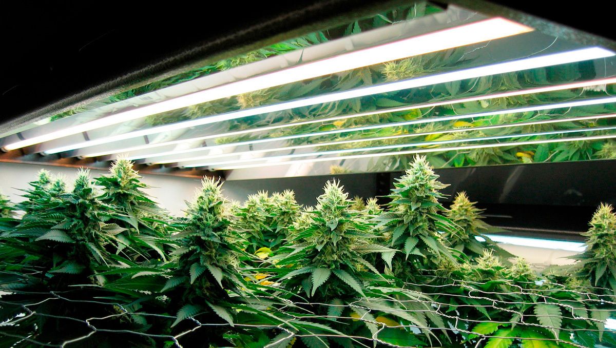 Can you grow autoflowers with CFLs: the advantages of fluorescent lights Can you grow autoflowers with CFLs: the advantages of fluorescent lights