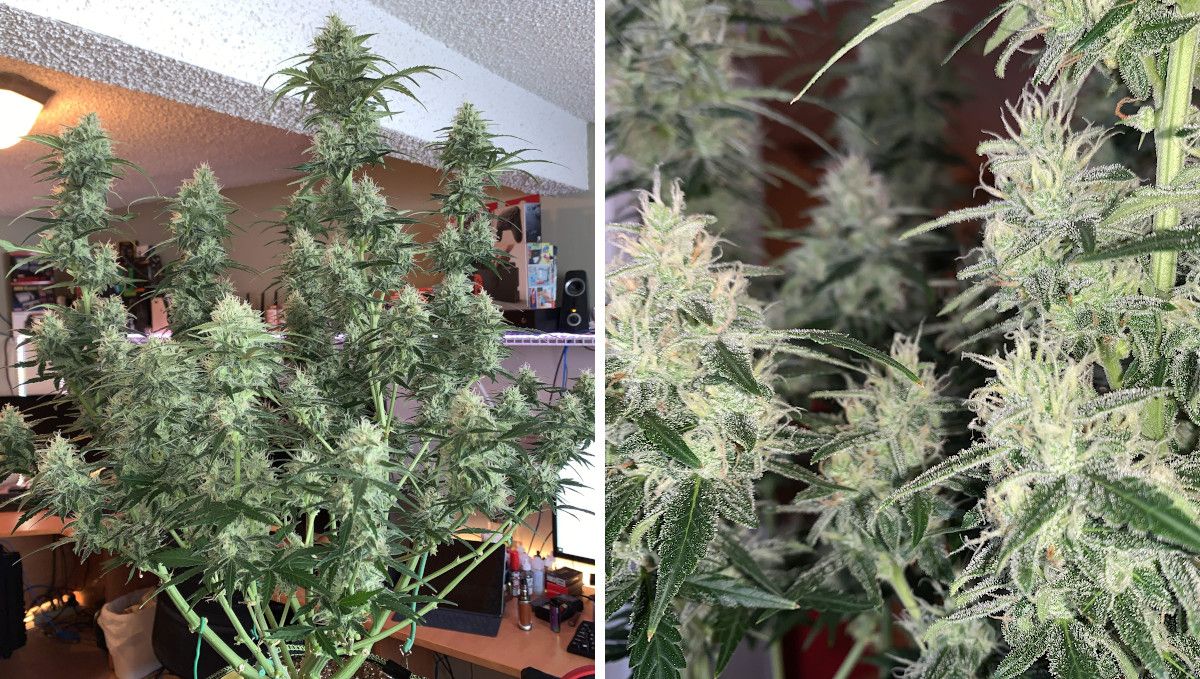 Z Auto Cannabis Strain Week-by-Week Guide: An autoflower in a room with many fattening show-white colas and a close-up of one very frosty cola