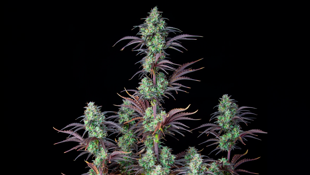 10 Best Strains for Female Arousal in 2022: Mimosa