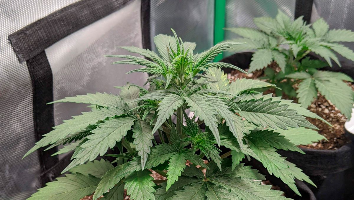 Cream cookies auto strain history: how to grow the cream cookies auto