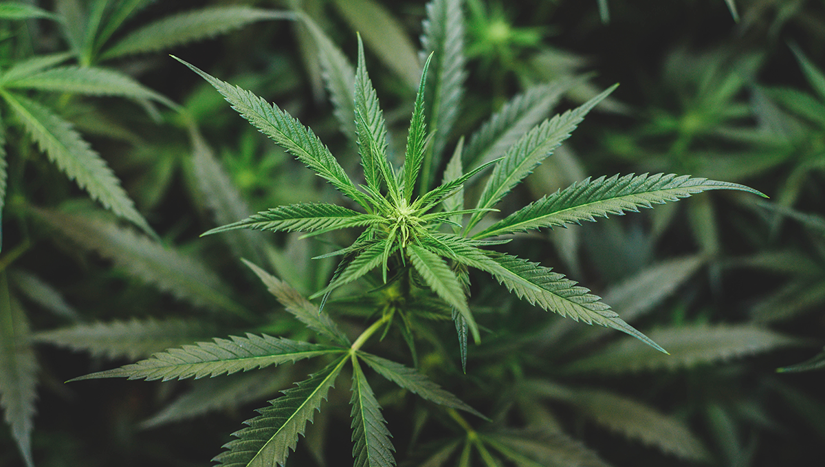 Weed in greece: sale Weed in greece: sale