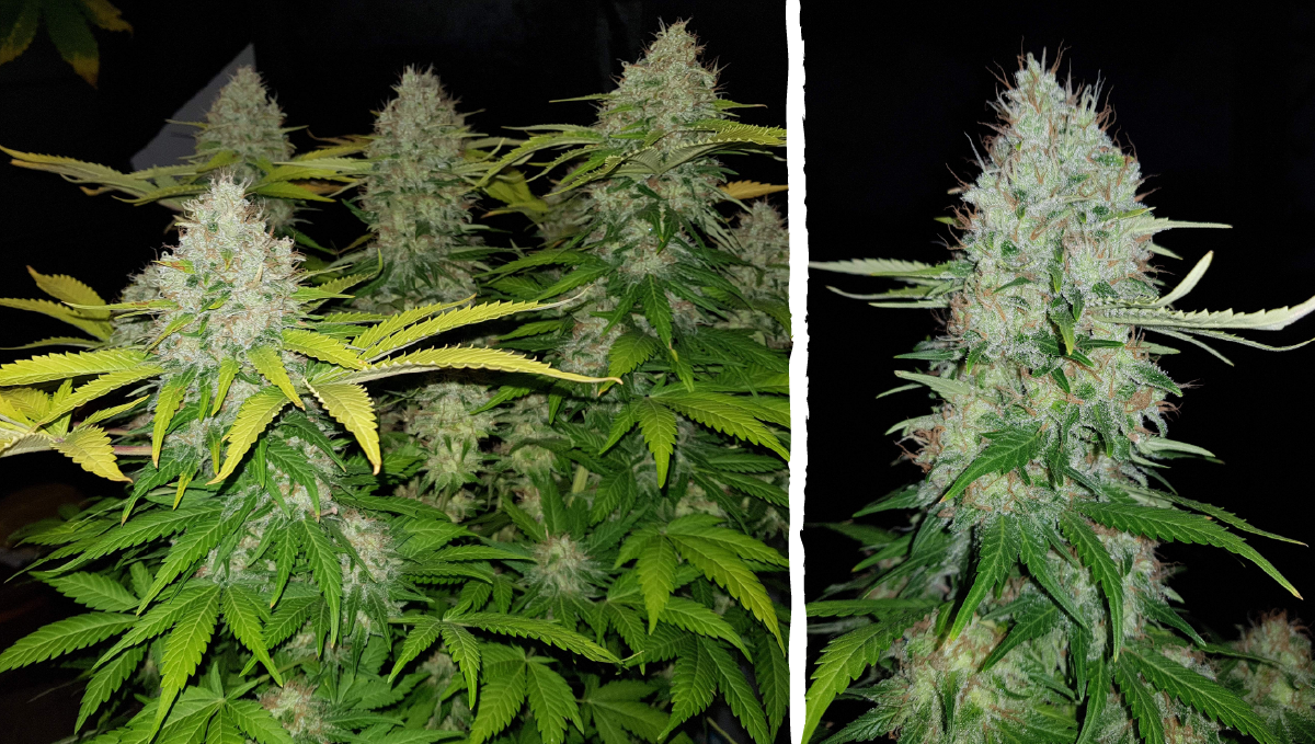 Moby dick auto week-by-week: week 10 and 11 Moby dick auto week-by-week: week 10 and 11