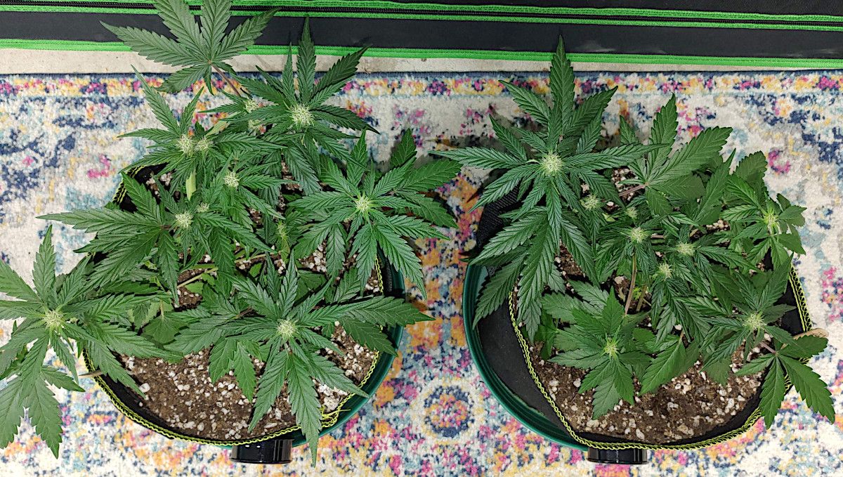 Forbidden Runtz Auto Cannabis Strain Week-by-Week Guide: A top view of two LSTd autoflowers in grow bags Forbidden Runtz Auto Cannabis Strain Week-by-Week Guide: A top view of two LSTd autoflowers in grow bags