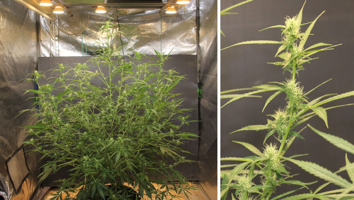 Tangerine Dream Auto cannabis strain: early flower | weeks 6-7 | a tall, stretchy, and extremely bushy autoflower and a closeup of its wispy bud