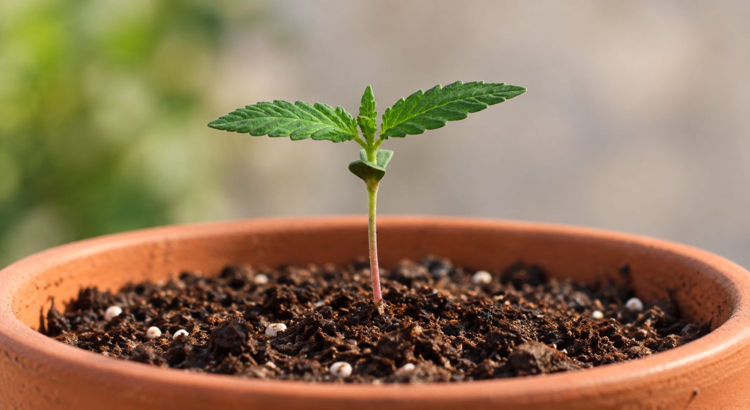 Planten en Eerste Zorg