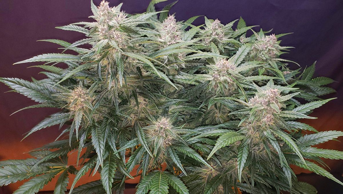 Strawberry Pie Auto Cannabis Strain Week-by-Week Guide: A very dense marijuana plant with chunky snow-white colas