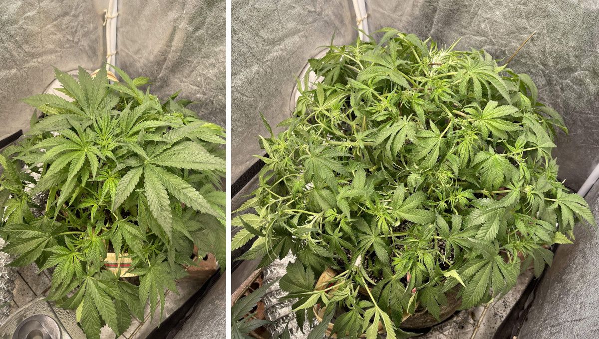 Cherry Cola Auto cannabis strain: transition (pre-flower) | week 5 | training and defoliation