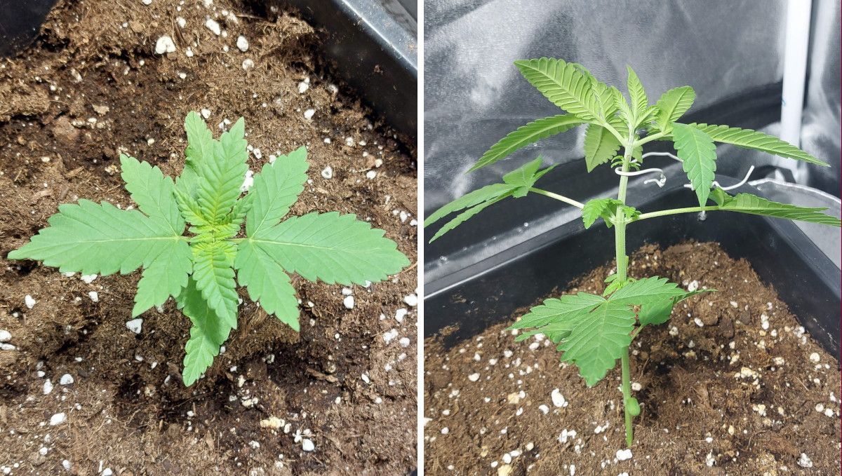 Wedding Cheesecake FF cannabis strain: early veg | week 2 | the start of the tie-down technique