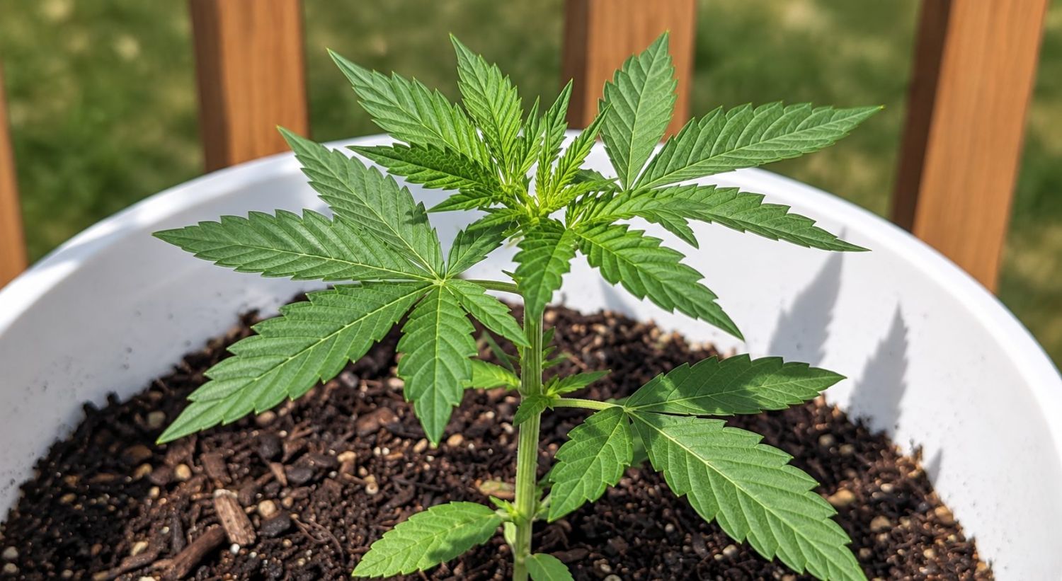 Pianta di cannabis che mostra le prime vere foglie in fase vegetativa. Pianta di cannabis che mostra le prime vere foglie in fase vegetativa.