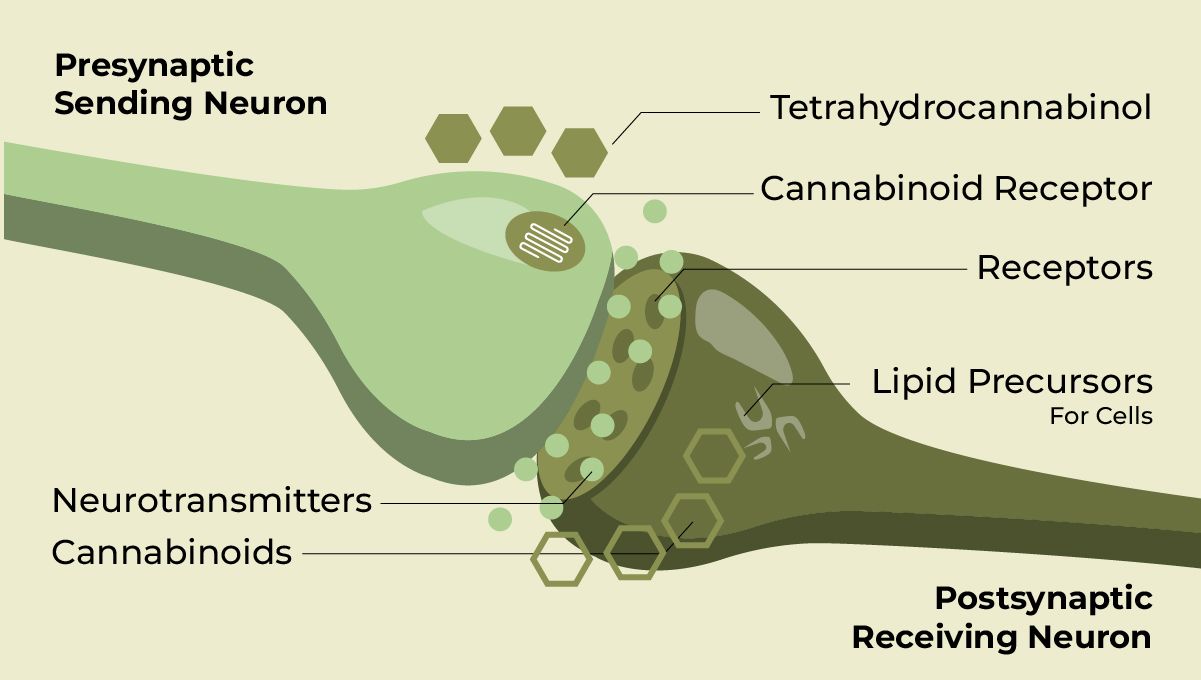 Does Marijuana Boost Brain Power or Harm It? Synapses, CB receptors and cannabinoid molecules Does Marijuana Boost Brain Power or Harm It? Synapses, CB receptors and cannabinoid molecules