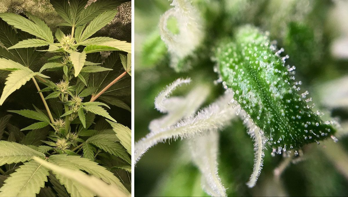 Vanilla Kush cannabis strain: mid flower (bulk phase) | week 12