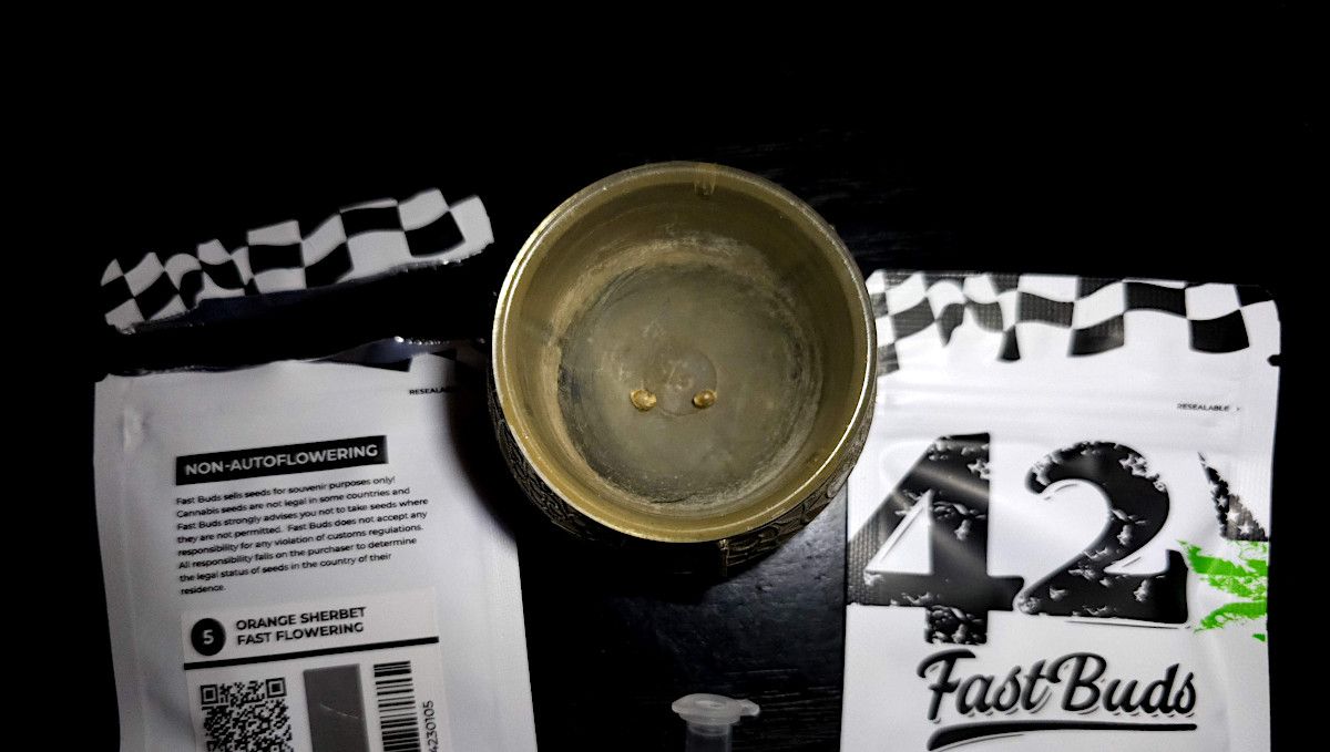 Orange Sherbet FF cannabis strain: germination and seedling stage | week 1 | seeds pre-soaking in water