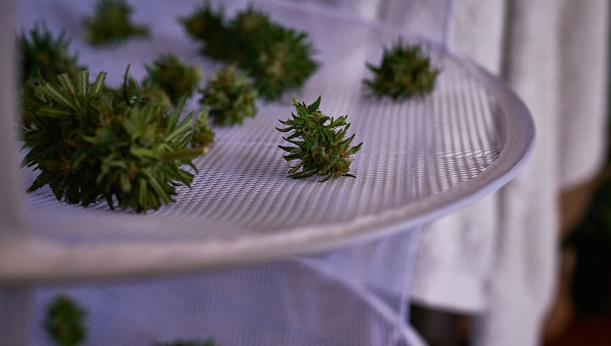 OG Kush Auto: drying OG Kush Auto: drying