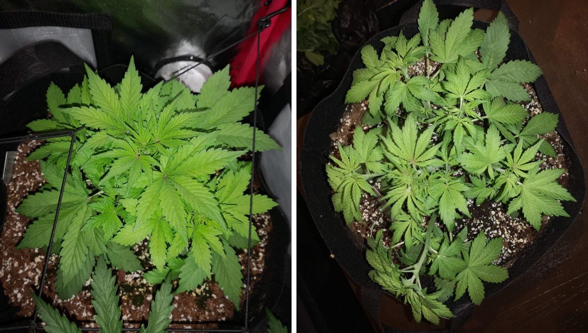 Blackberry Auto cannabis strain: mid veg | weeks 3-4 | a plant kept low with strings and defoliated heavily