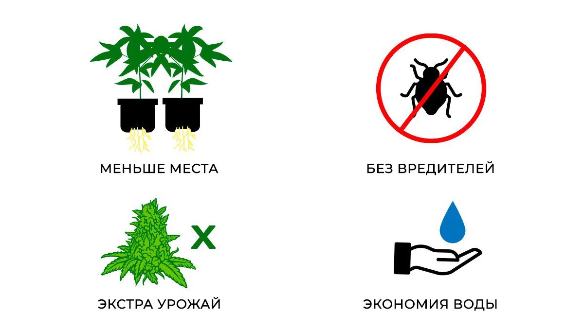 Growing Cannabis In An Aeroponic System: Advantages of Aeroponic grow