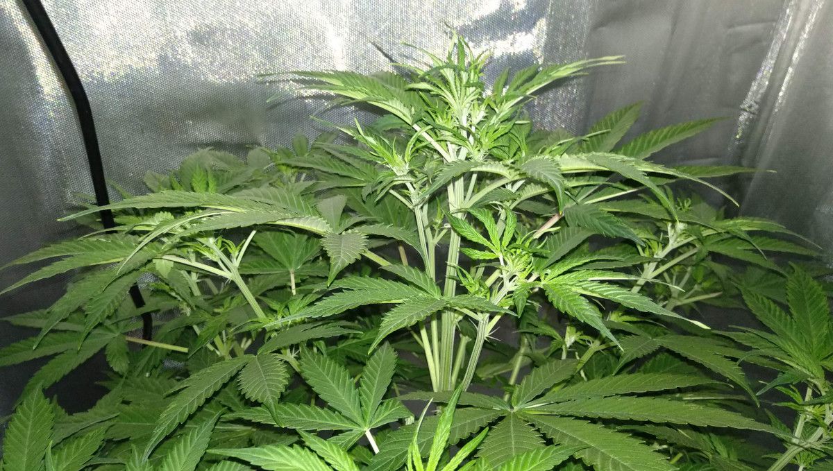 Tangerine Dream Auto cannabis strain: transition (pre-flower) | week 5 | the main stem of a stocky, bushy autoflower as it starts shoot out the first female hairs