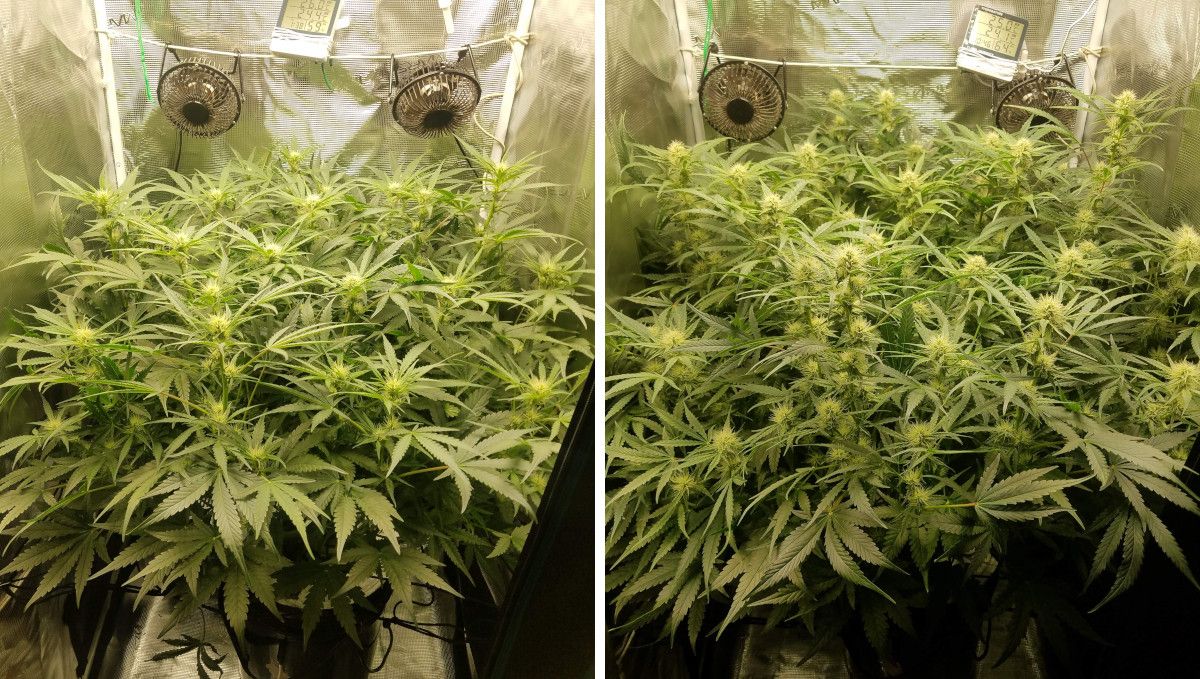 Pineapple Express Auto cannabis strain: early flower | weeks 6-7 | an autoflower in a grow tent with an immense number of branches and a dense canopy