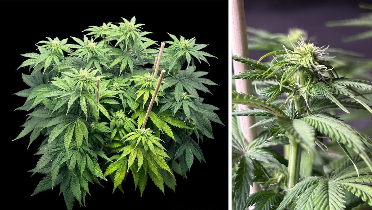 Orange Sherbet FF cannabis strain: transition (pre-flower) | week 7 | a stocky, multi-branch plant supported with stakes and a closeup of its top with flowers forming