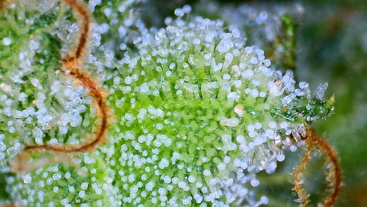 Mexican Airlines Auto cannabis strain: ripening and harvest | weeks 10 | a macro shot of trichomes, most of them cloudy