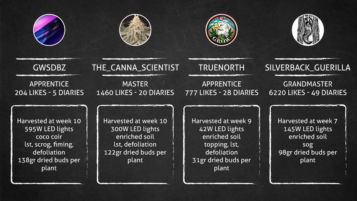 Orange Sherbet Auto Cannabis Strain: outcome table Orange Sherbet Auto Cannabis Strain: outcome table