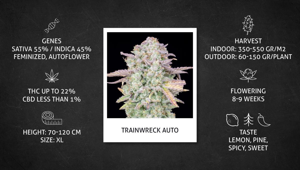Trainwreck Auto Cannabis Strain specs sheet