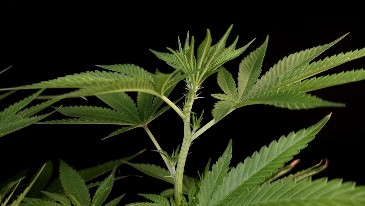 Tropicana Cookies FF cannabis strain: transition (pre-flower) | week 7 | a branch of a vegging plant with alternating nodes Tropicana Cookies FF cannabis strain: transition (pre-flower) | week 7 | a branch of a vegging plant with alternating nodes