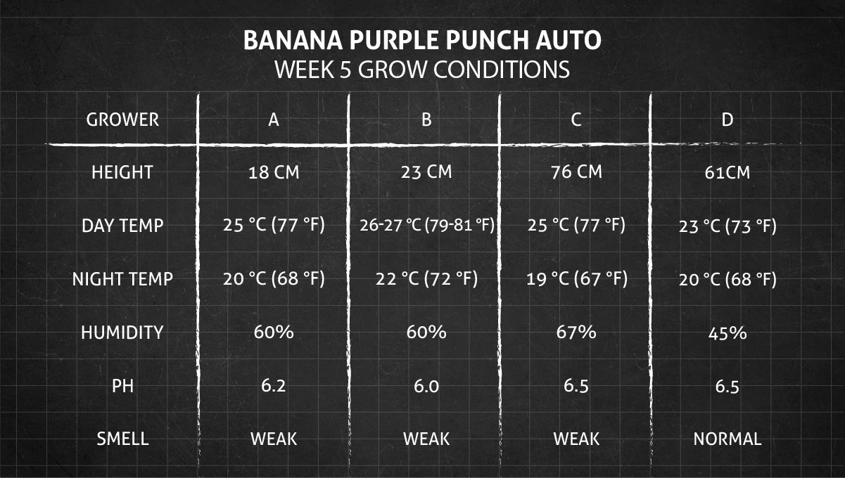 Banana Purple Punch Auto Cannabissorte: Wachstumsbedingungen in Woche 5