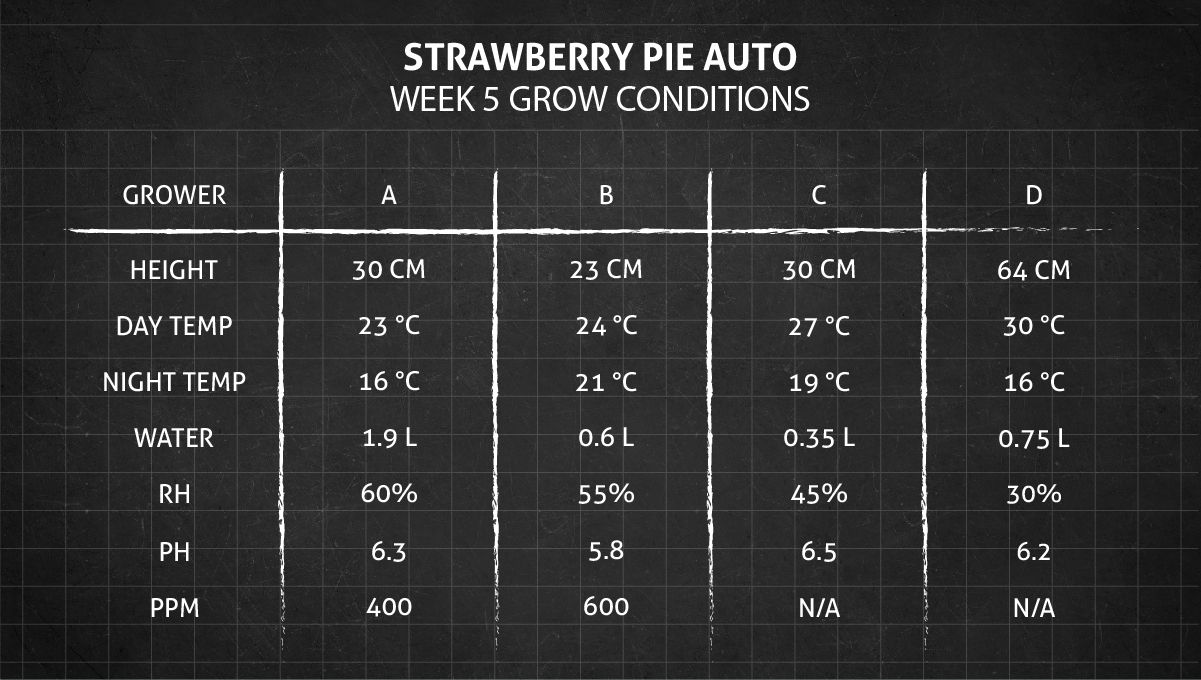 Strawberry Pie Auto Cannabis Strain Week-by-Week Guide: Week 5 grow conditions