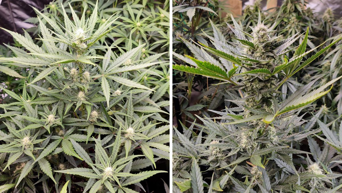 Strawberry Banana Auto cannabis strain: early flower | weeks 6-7 Strawberry Banana Auto cannabis strain: early flower | weeks 6-7