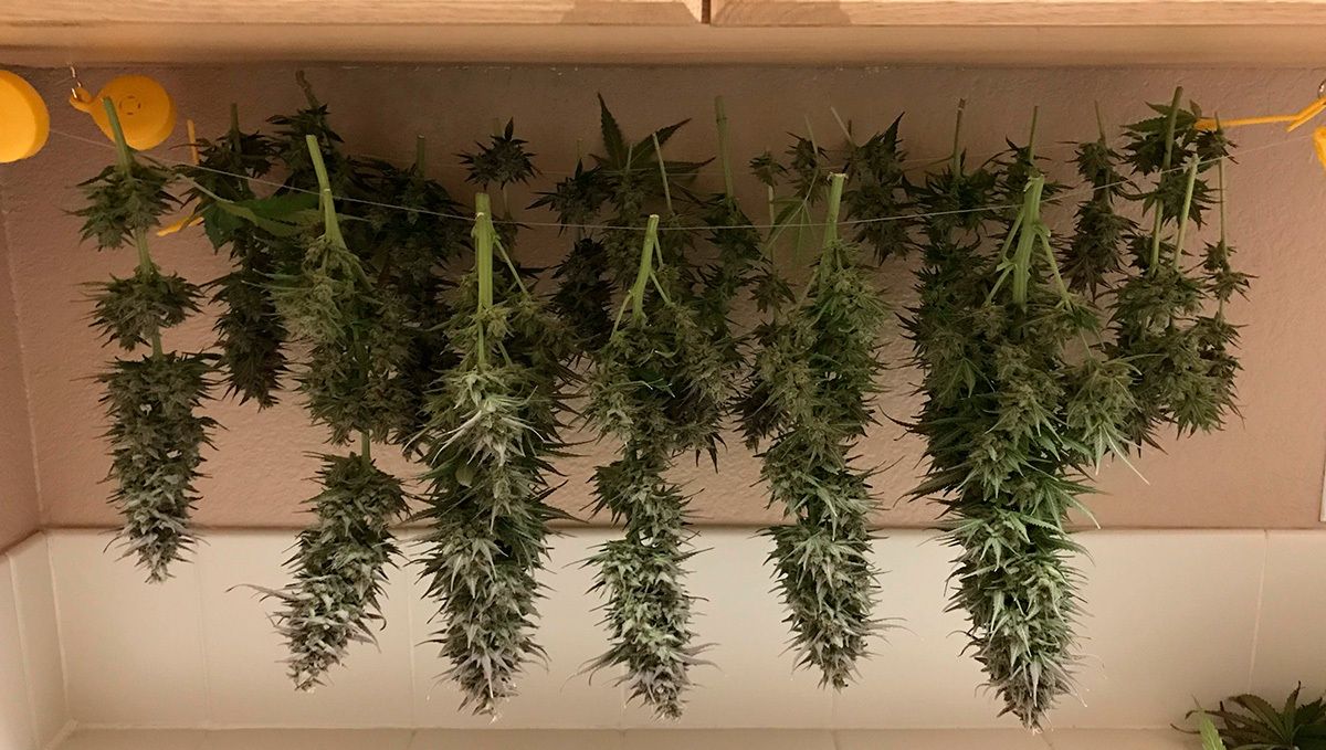 Cannabis Trocknen Cannabis-Räume können aus allem gemacht werden, solange man in der Lage ist, die richtigen Bedingungen zu schaffen