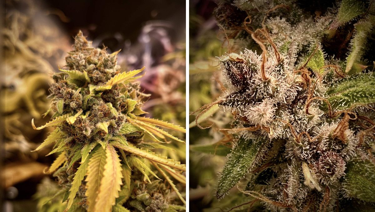 Purple Lemonade FF cannabis strain: ripening and harvest | weeks 12 | a big mature-looking cola and a closer look at its trichomes Purple Lemonade FF cannabis strain: ripening and harvest | weeks 12 | a big mature-looking cola and a closer look at its trichomes