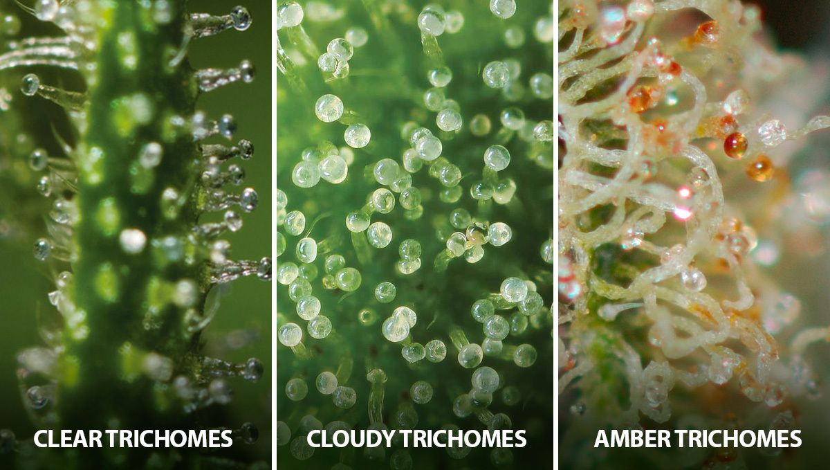 Trichome Die verschiedenen Trichomstadien von Cannabis.