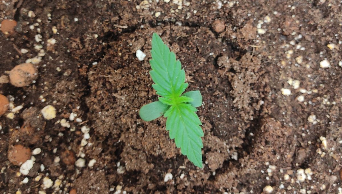 Pineapple Express Auto cannabis strain: germination and seedling stage | week 1 | a 1-week-old sprout in soil