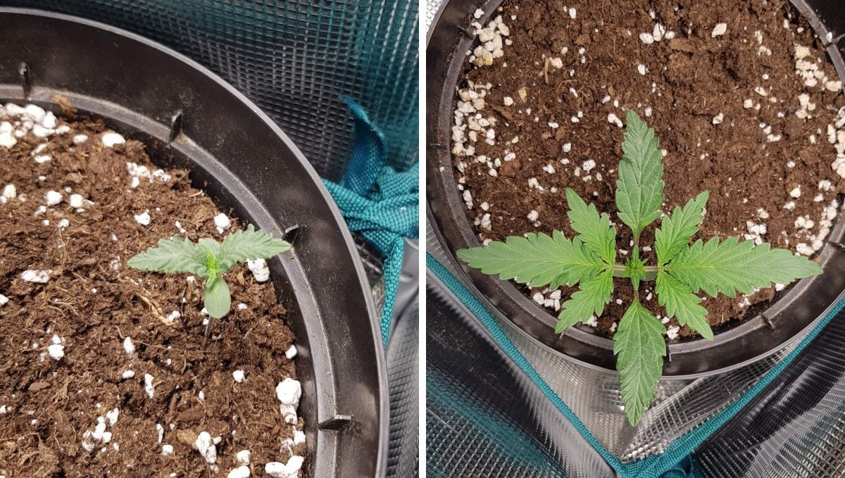 Bubba Kush Auto cannabis strain: germination and seedling stage | week 1-2 Bubba Kush Auto cannabis strain: germination and seedling stage | week 1-2