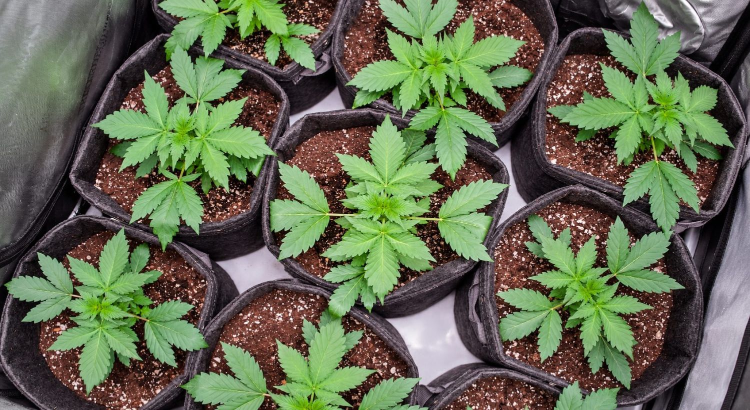 Cannabis plants anatomy: perpetual harvests Cannabis plants anatomy: perpetual harvests