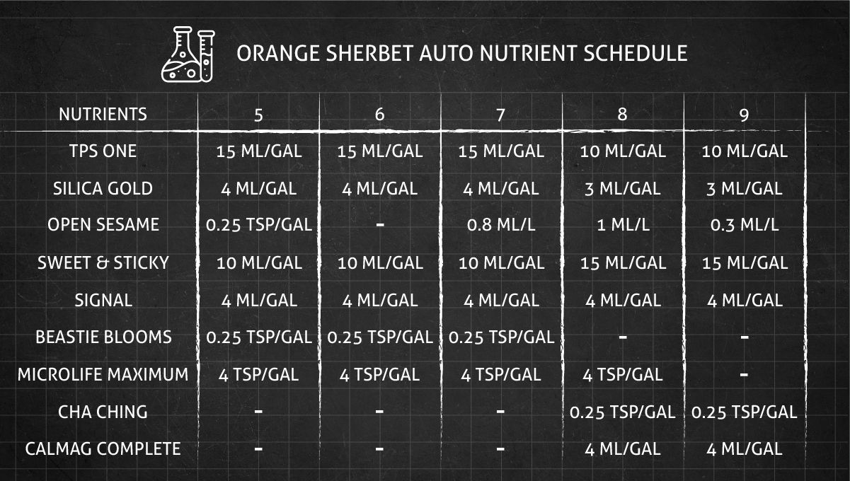 Orange Sherbet Auto Cannabis Strain Week-by-Week Guide: Organic feeding schedule Orange Sherbet Auto Cannabis Strain Week-by-Week Guide: Organic feeding schedule