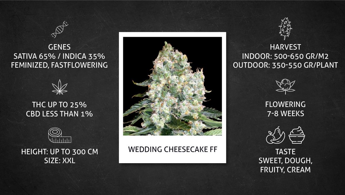 Wedding Cheesecake FF cannabis strain: specs sheet