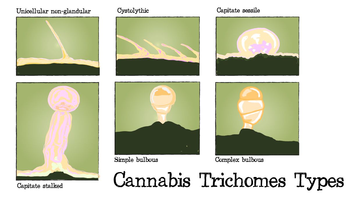 Cannabis-Pflanzen-Anatomie: Arten von Trichomen