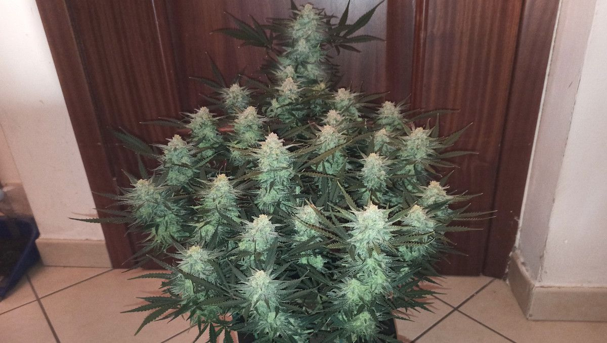 Forbidden Runtz Auto Cannabis Strain Week-by-Week Guide: An interior shot of a very big mature autoflower with many fat colas Forbidden Runtz Auto Cannabis Strain Week-by-Week Guide: An interior shot of a very big mature autoflower with many fat colas