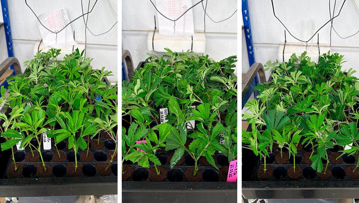 clones.jpg Clone