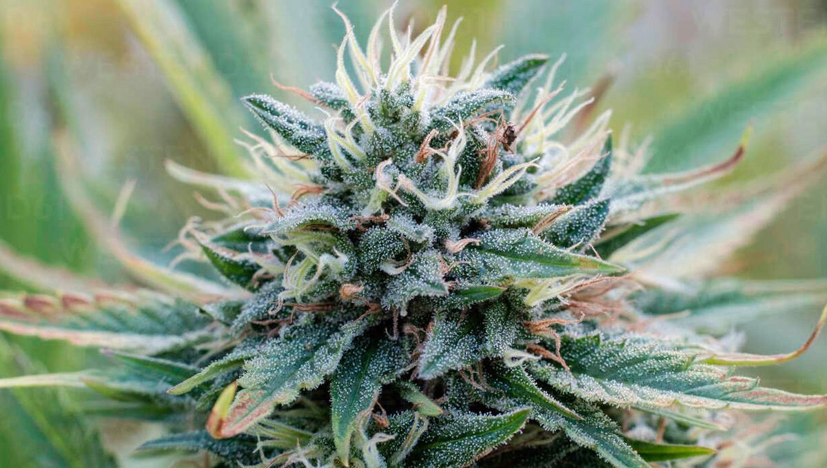 Types of containers to grow autoflowering seeds: things to remember