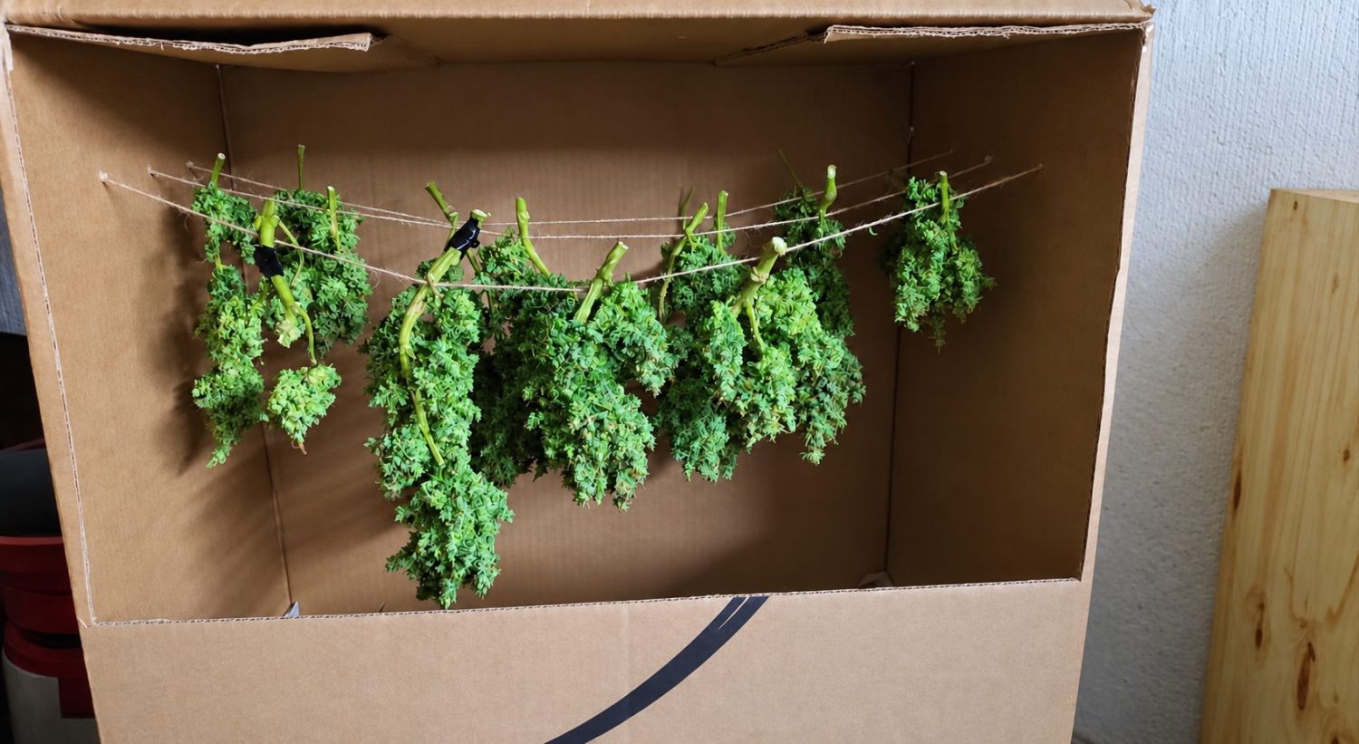 Høst Din Autoflowering Cannabis: tørring Høst Din Autoflowering Cannabis: tørring