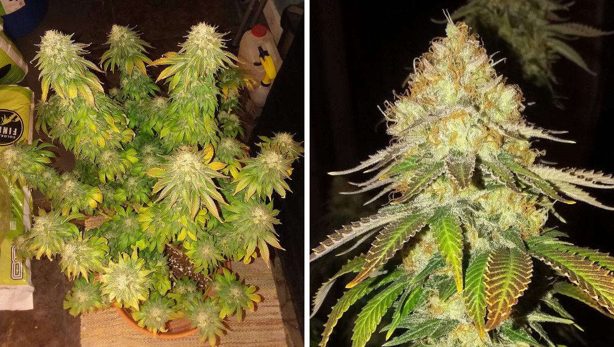 Pineapple Chunk Cannabis Strain Week-by-Week Guide: A top view of an multi-branch indoor plant before harvest, very yellow and leafy but with the largest fan leaves already removed and a closeup of a perfectly mature bud completely covered in crystals Pineapple Chunk Cannabis Strain Week-by-Week Guide: A top view of an multi-branch indoor plant before harvest, very yellow and leafy but with the largest fan leaves already removed and a closeup of a perfectly mature bud completely covered in crystals